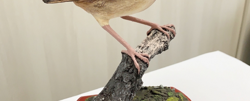 世界自然基金會香港分會公司會員計劃會籍頒授典禮 2018/19